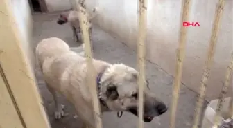 SİVAS Interpol Daire Başkanı Çiçek Kangallar, faydalı birer gönüllü asker olabilir