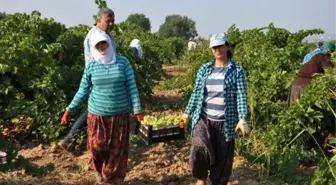 Gaziantep'te sofralık üzüm hasadı başladı