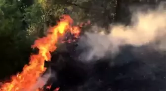 Hatay'da orman yangını