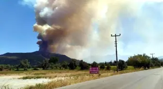 Milas'ta orman yangını