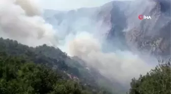 Milas'taki orman yangını tarım arazilerine sıçradı