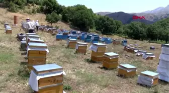 Tunceli'de doğal kır balının sağımı başladı -1