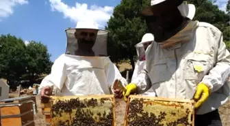 Tunceli'de doğal kır balının sağımı başladı