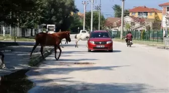 Başıboş atlar mahalle sakinlerini tedirgin ediyor