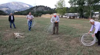 Elektrik akımına kapılan kurt telef oldu