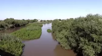 Gediz Nehri'ndeki kirlilik