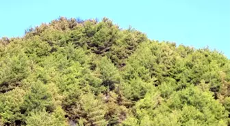 Hatay'daki orman yangını söndürüldü