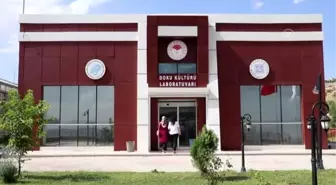 Nesli tükenmekte olan bitkiler laboratuvarda yetiştiriliyor