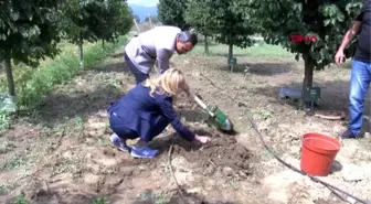 Aizheimer ve obeziteye karşı 'Mor Patates'