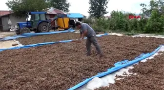 DÜZCE Fındık üretecisine 'aflatoksin' uyarısı