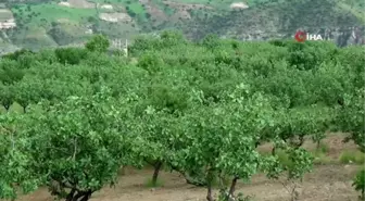 Fıstık hasadına sayılı günler kala bağ sahiplerinin rekoltede düşüş tedirginliği başladı