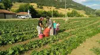 Kornişon üretimindeki artış Sındırgılı çiftçiyi sevindirdi