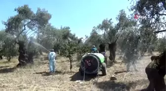 Zeytin sineğine organik çözüm 'kaolin'