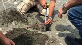 Hatay'da 60 deniz kaplumbağası yavrusu deniz ile buluştu