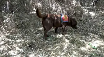 Kayıp zabıt katibi 23 gündür aranıyor