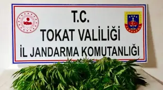 Tokat'ta uyuşturucu operasyonu