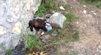 Zonguldak'ta sokak köpeğine işkence iddiası