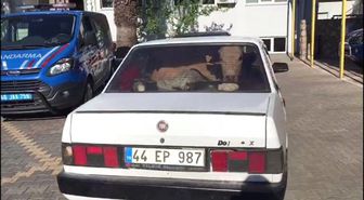 Jandarmadan kaçan sürücülerin otomobillerinde çalıntı inekler varmış