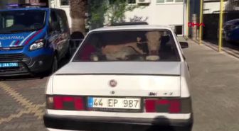 Kahramanmaraş Jandarmadan kaçan sürücülerin otomobillerinde çalıntı inekler varmış