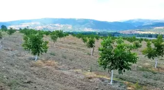 Amasya İl Özel İdaresi'nin 3 bin ceviz fidanı diktiği 'Örnek Proje' 4. yılında