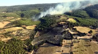 Bergama'da orman yangını