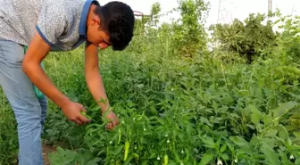 Gercüş'te organik ürünlerdeki bereket fiyatları düşürdü