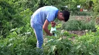 Gercüş'te organik ürünlerdeki bereket fiyatları düşürdü