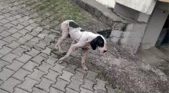 Uyuz köpekler köy halkını tedirgin etti