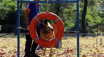 Altın burunlu köpekler AFAD'da yetişiyor