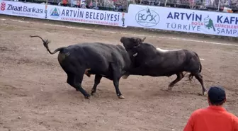 Türkiye boğa güreşleri şampiyonası Kafkasör yaylasında tamamlandı