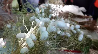 Elazığ'da, ipek böcekçiliğini geliştirme çalışması