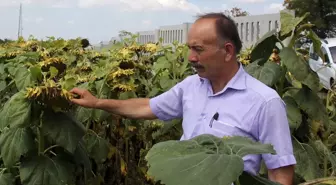 Havza'da ayçiçeği alımı hasat ile başlayacak