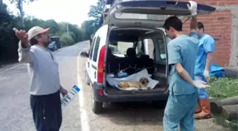 Köpeğe çarpıp kaçtı