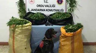 Ordu'da uyuşturucu operasyonu