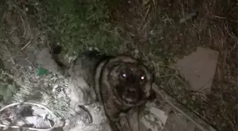 Sokak köpeği düştüğü çukurdan kurtarıldı