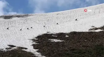 Doğa sevdalısı yaban hayatı gözlüyor