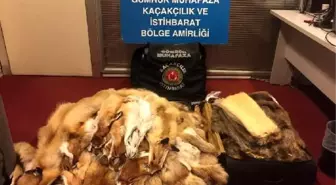 Esenboğa havalimanı'nda kunduz ve tilki postları ele geçirildi