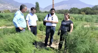 Eskişehir Türkiye'nin kuşkonmaz üretim merkezi