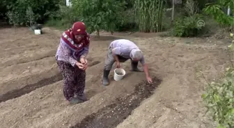 'Mucize bitki'nin tohumları toprakla buluştu