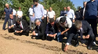 'Mucize bitki' safranda hedef 20 kilogram