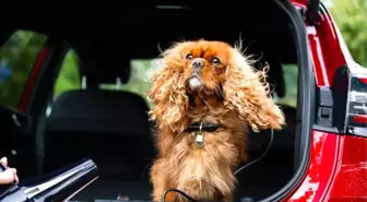 Ford, Dünya Köpek Günü'nü pop-up mobil köpek bakım salonuyla kutluyor