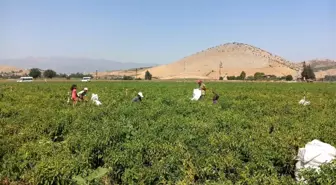 Gaziantep'te kırmızıbiber hasadı başladı