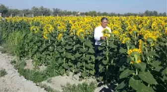 Konya şeker'den ayçiçeği alım fiyatı açıklaması