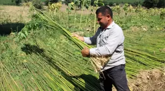 Samsun'da kenevir hasadı başladı