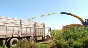 Çiftçilerin 'kışlık yem' mesaisi