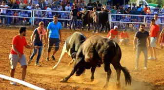 Boğalar arenaya sığmadı