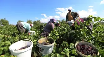 Gülnar'da kişniş üzümü hasadı başladı