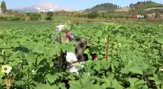 Yöneticiliği bırakıp bamya işine girdi: 'Huzuru tarımda buldum'