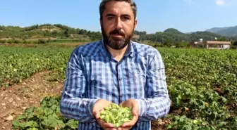 Yöneticiliği bırakıp çiftçi oldu, 'Huzuru tarımda buldum' dedi