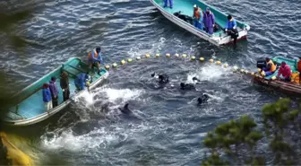 Japonya'da tartışmalı av başladı: 1700 yunus öldürülecek ya da yakalanacak